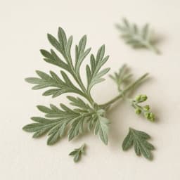 ardıçeğeri otu (Artemisia)