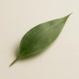 bambu yaprağı