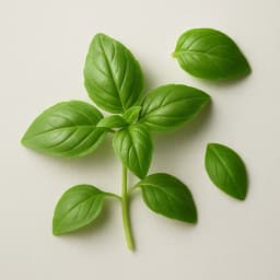 basil