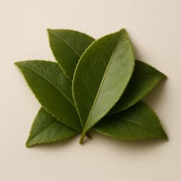 karanfil yaprağı
