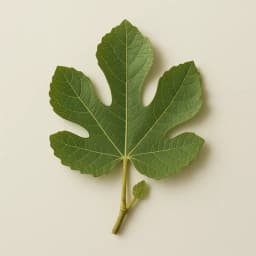 fig leaf