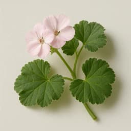 geranium