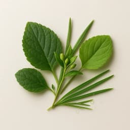 green notes