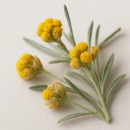 helichrysum