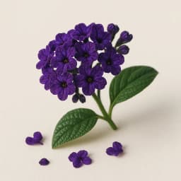 heliotrope