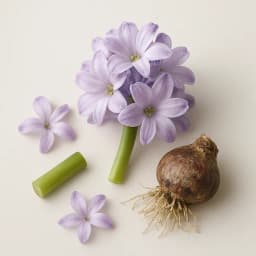 hyacinth
