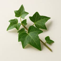 ivy leaves