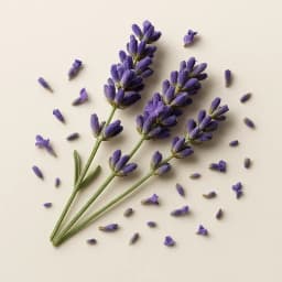 lavender