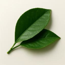 limon yaprağı