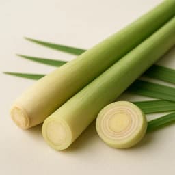limon otu