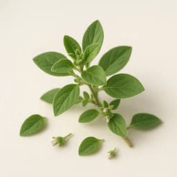 marjoram
