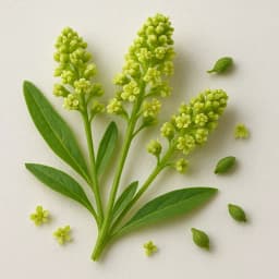 mignonette