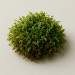 moss