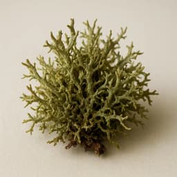 oak moss