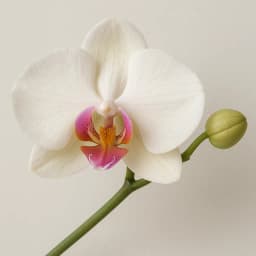 orchid