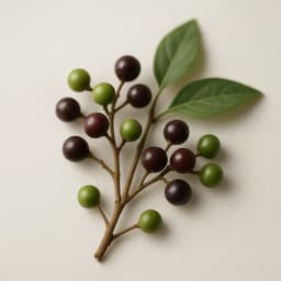 pepperwood