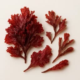 red algae