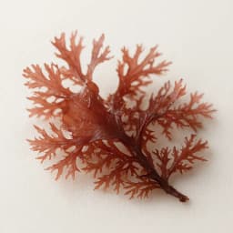 red seaweed