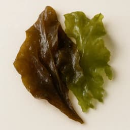 seaweed