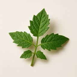 tomato leaf