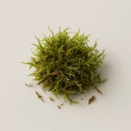 tree moss