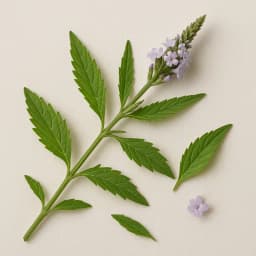 vervain