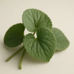 violet leaf