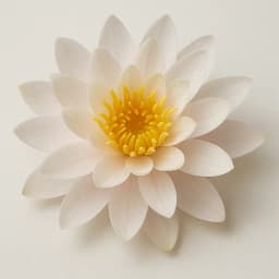 water lily