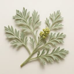 wormwood