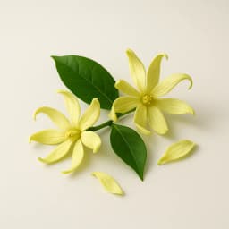 ylang ylang