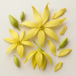 ylang-ylang