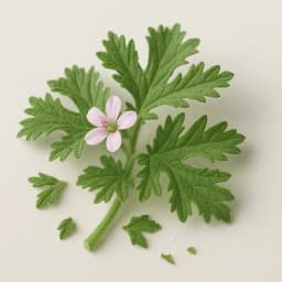 bourbon geranium