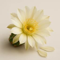 cactus flower
