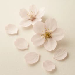 cherry blossom