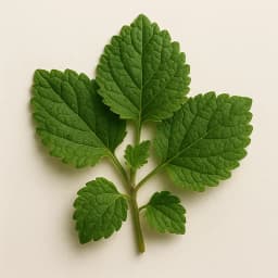 indonesian patchouli leaf