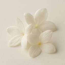jasmine petals
