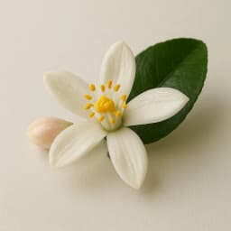 lemon blossom