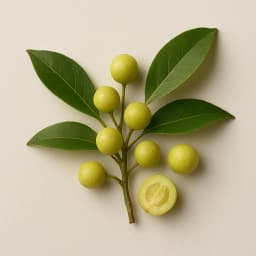 litsea cubeba