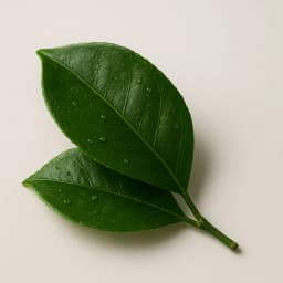 mandarin leaf