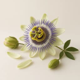 passion flower