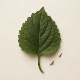 patchouli leaf