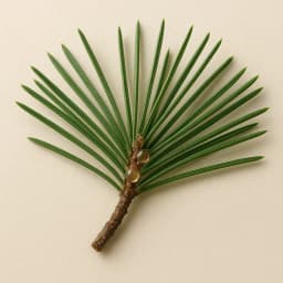 pine needles