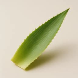 ananas yaprağı