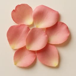 rose petals